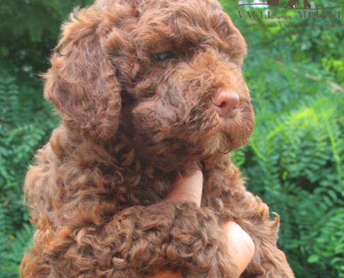 china lagotto emiliano