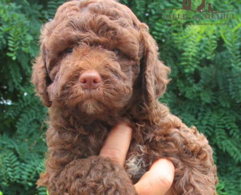 china lagotto toscana