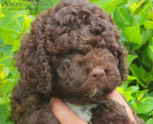 hero lagotto romagnolo