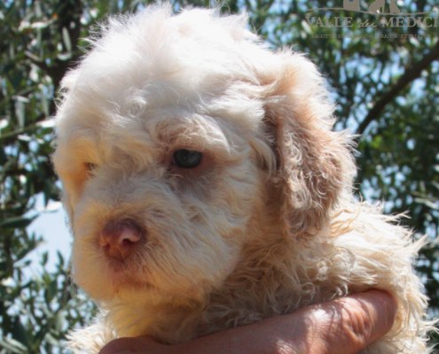 kaori bambini lagotto