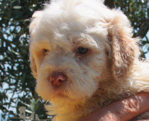 kaori lagotto