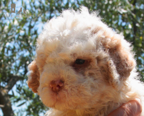 kenji lagotto