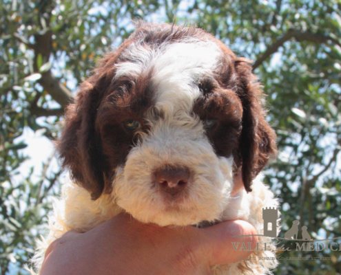 kenzo lagotto