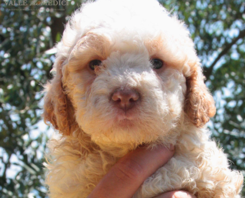 kumi bambini lagotto