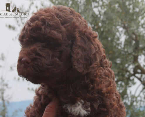 let lagotto marrone