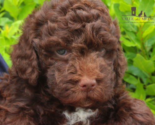 lagotto romagnolo