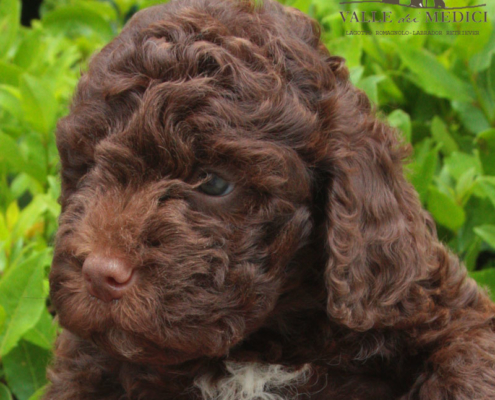 let lagotto valle dei medici