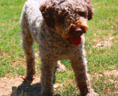 allevamento lagotto ambra