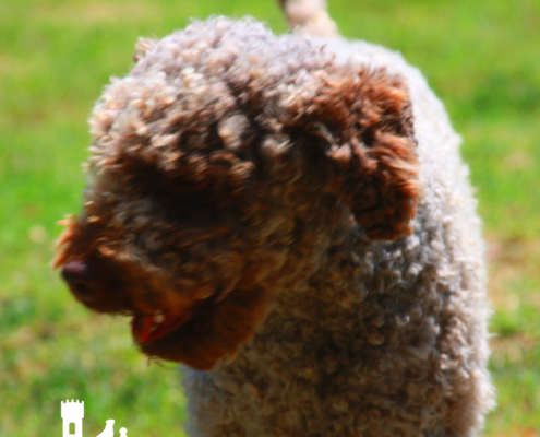 ambra femmina lagotto