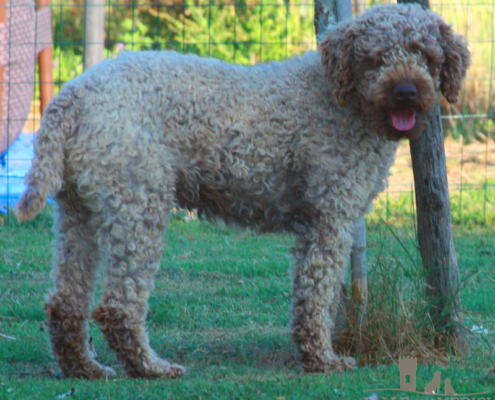 ambra lagotto romagnolo puppy