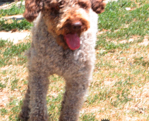 breed lagotto ambra