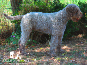 breeder lagotto romagnolo ambra