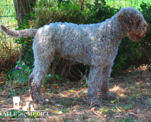 breeder lagotto romagnolo ambra