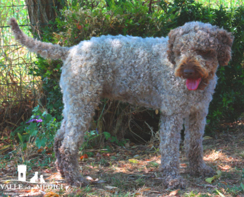 brown lagotto italy