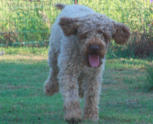 lagotto roano marrone