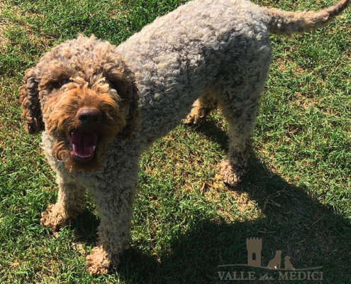 lagotto romagnolo marrone