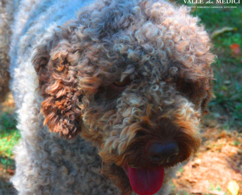 lagotto romagnolo valle dei medici