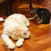 lagotto kaori