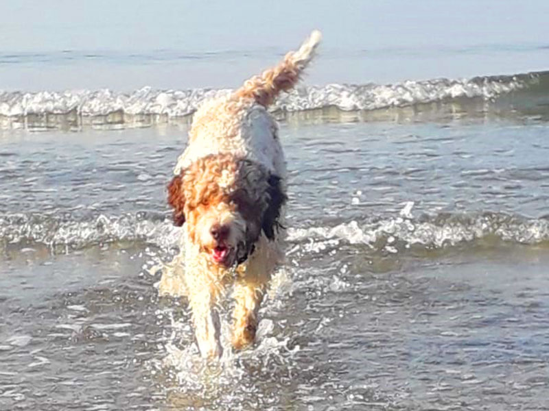 lagotto romagnolo stub