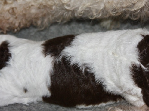 Allevamento Lagotto Valle dei medici