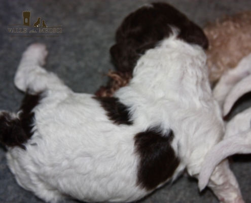 Allevamento Lagotto Valle dei medici