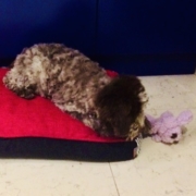 Lagotto Milano Lombardia