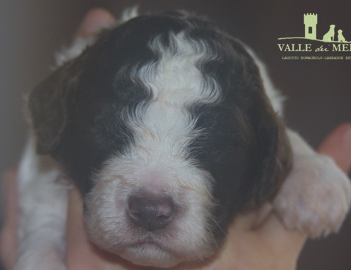 maschio lagotto carattere