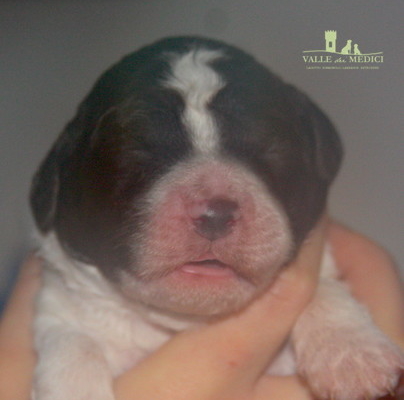 maschio lagotto carattere