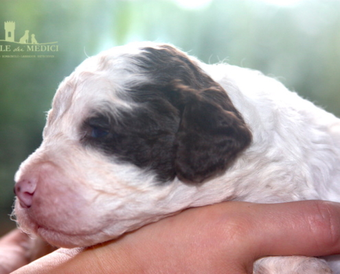 femmina lagotto bianco marrone