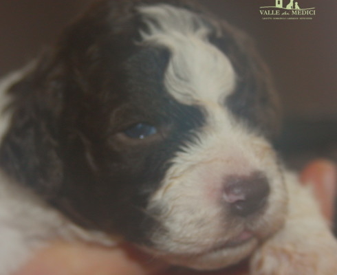 femmina lagotto allevamenti