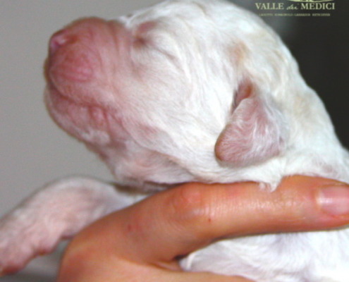 lagotto bianco