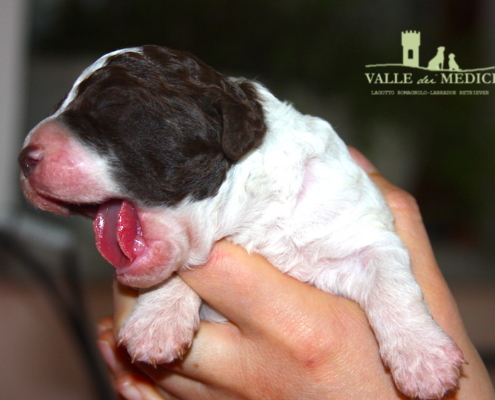 il Lagotto Romagnolo