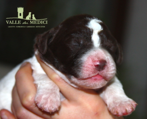 il lagotto