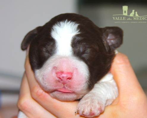 carattere cane lagotto