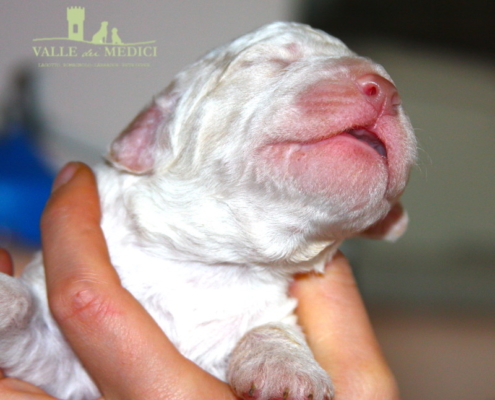 caratteristiche cane lagotto