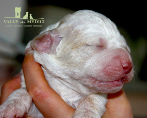 caratteristiche cane lagotto