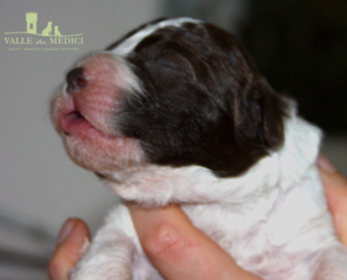 cane lagotto