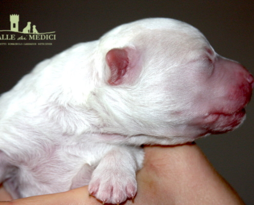 femmina lagotto bianca