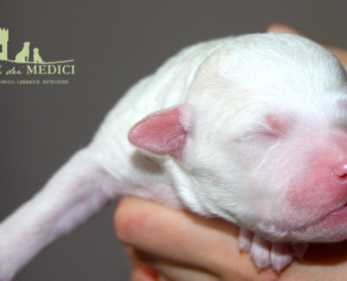 cucciolo lagotto arancio bianco