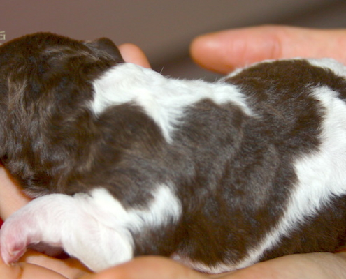 lagotto