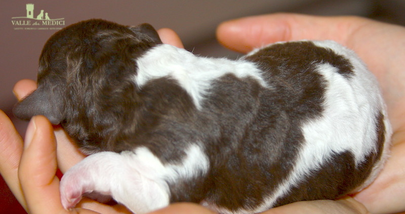 lagotto