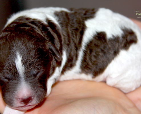 cucciolo lagotto bianco marrone allevamenti