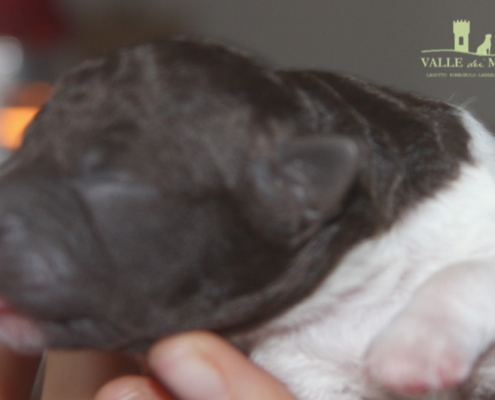 cucciolo lagotto marrone