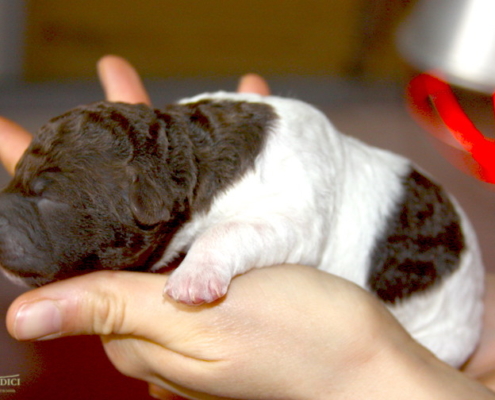 cucciolo lagotto bianco marrone