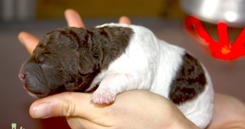 cucciolo lagotto bianco marrone