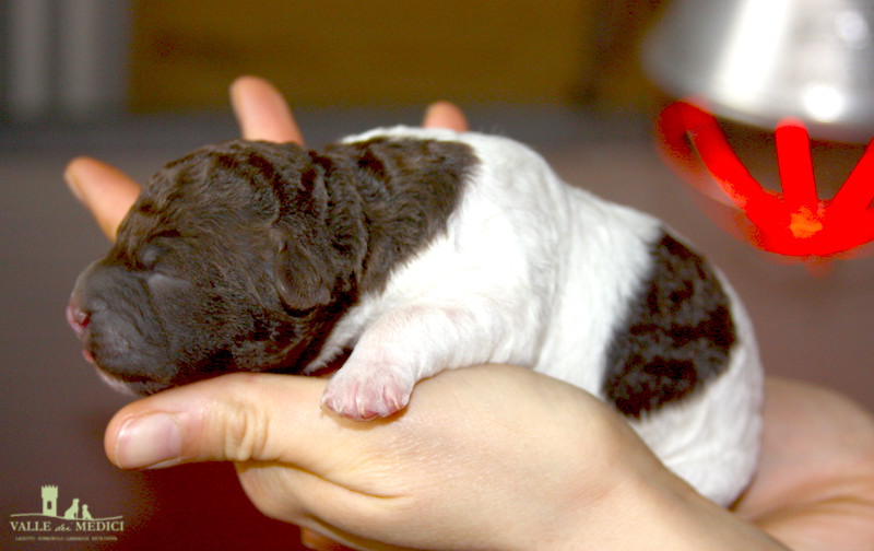 cucciolo lagotto bianco marrone