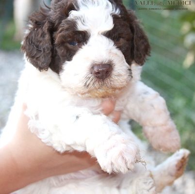 adottare cucciolo lagotto maschio femmina