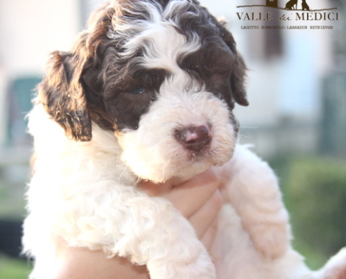 maschio lagotto