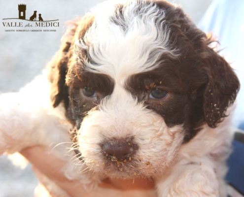 lagotto in svizzera