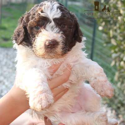 lagotto swiss breeder